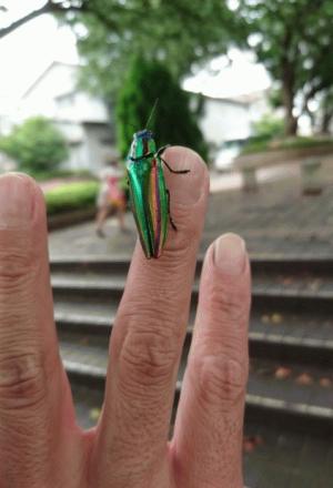 やまとタマムシ